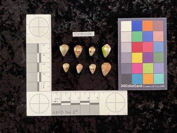 CspTM086; 13x9.5x11 dorsal photo thumbnail