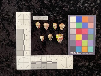 CspTM094; 13.5x8.5x10.5 ventral photo thumbnail