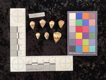 CspTM094; 13.5x8.5x10.5 dorsal photo thumbnail