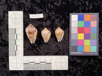 CretTM001; 35.5x20.5x27.5 ventral photo thumbnail