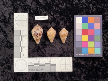 CretTM001; 35.5x20.5x27.5 dorsal photo thumbnail