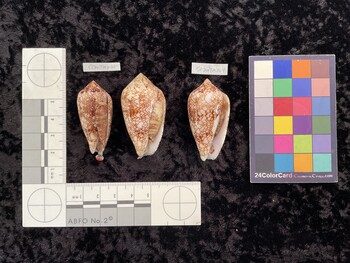 CcanTM001; 42.5x20.5x34.5 ventral photo thumbnail