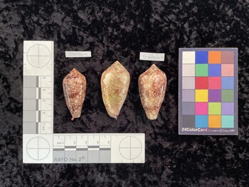 CcanTM001; 42.5x20.5x34.5 dorsal photo thumbnail