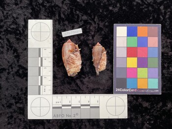 CtulTM002; 39x19x32 ventral photo thumbnail