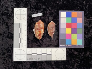 CtulTM002; 39x19x32 dorsal photo thumbnail