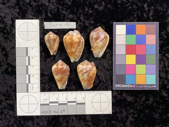 CcatTM003; 25.5x15.5x21.5 ventral photo thumbnail