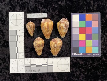 CcatTM003; 25.5x15.5x21.5 dorsal photo thumbnail