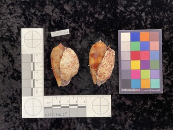 CtulTM004; 49.5x25x43 ventral photo thumbnail