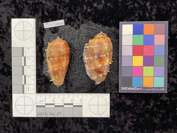 CtulTM004; 49.5x25x43 dorsal photo thumbnail