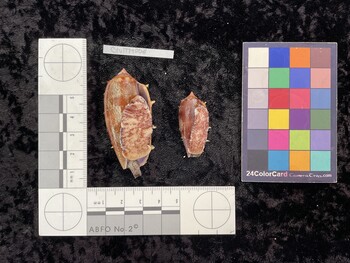 CtulTM006; 52x24.5x44.5 ventral photo thumbnail