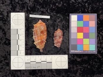 CtulTM006; 52x24.5x44.5 dorsal photo thumbnail
