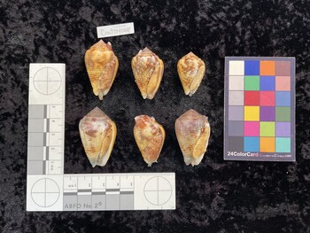 CcatTM008; 39.5x24x29.5 ventral photo thumbnail
