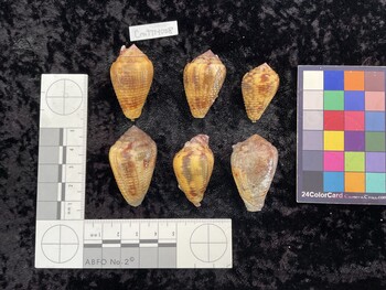 CcatTM008; 39.5x24x29.5 dorsal photo thumbnail
