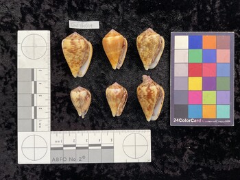 CcatTM014; 35.5x23.5x29 ventral photo thumbnail