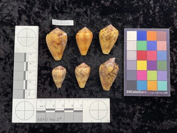 CcatTM014; 35.5x23.5x29 dorsal photo thumbnail