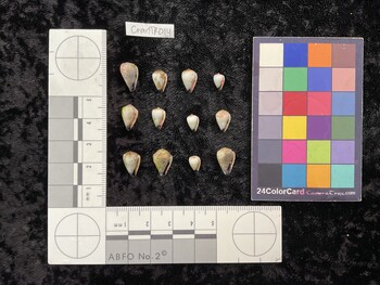 CnanTM014; 12.5x8x10.5 ventral photo thumbnail