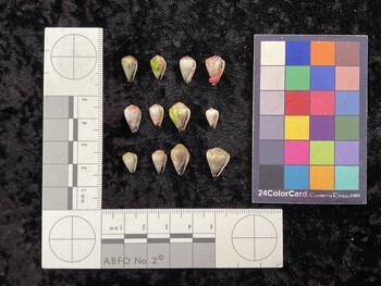 CnanTM026; 11x7x9.5 ventral photo thumbnail