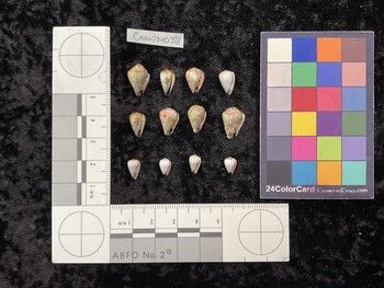 CnanTM038; 14.5x10x10.5 ventral photo thumbnail