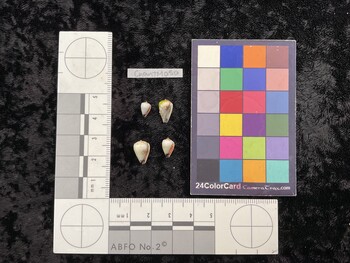 CnanTM050; 8x5x6.5 ventral photo thumbnail
