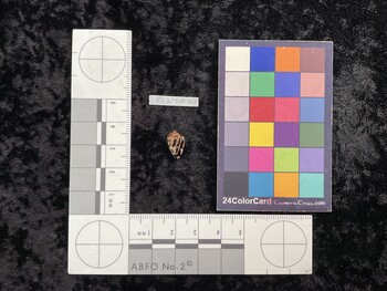 CchTM007; 13x7.5x10 ventral photo thumbnail