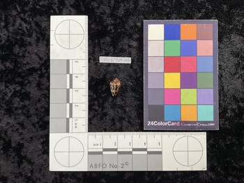 CchTM007; 13x7.5x10 dorsal photo thumbnail