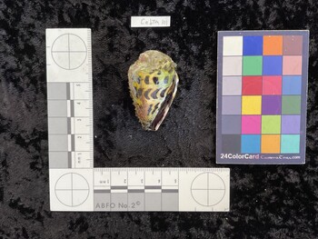 CebTM101; 46x27.5x35.5 ventral photo thumbnail