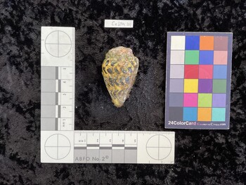 CebTM101; 46x27.5x35.5 dorsal photo thumbnail