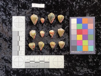 ventral possible photo thumbnail