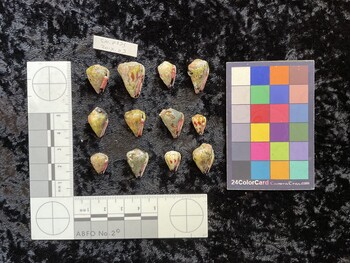 ventral possible photo thumbnail