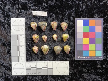 ventral possible photo thumbnail