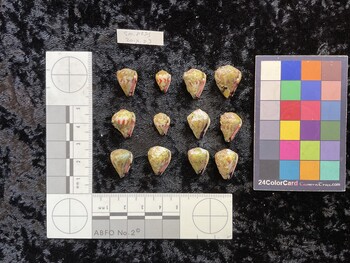ventral possible photo thumbnail