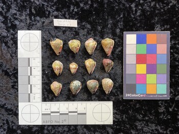 ventral possible photo thumbnail