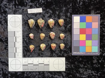 ventral possible photo thumbnail