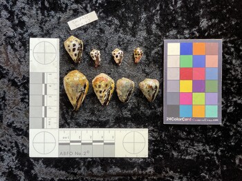 ventral possible photo thumbnail
