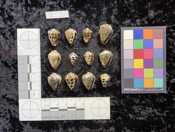 ventral possible photo thumbnail