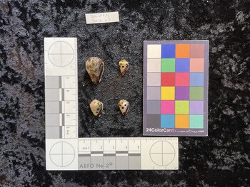 ventral possible photo thumbnail