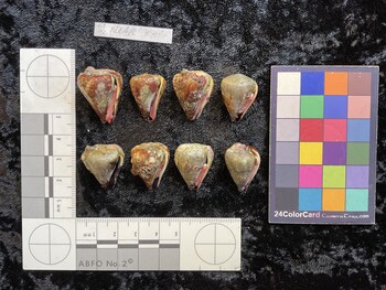 ventral possible photo thumbnail