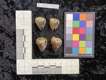 ventral possible photo thumbnail