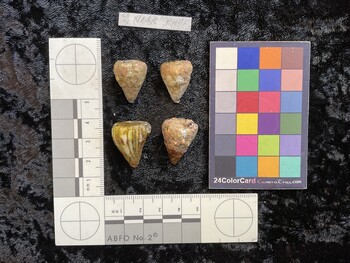dorsal possible photo thumbnail