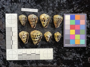 ventral possible photo thumbnail