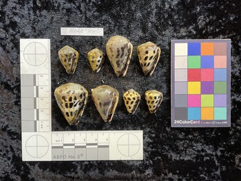 ventral possible photo thumbnail