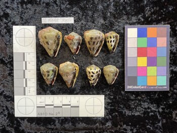ventral possible photo thumbnail