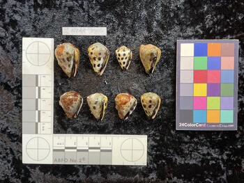 ventral possible photo thumbnail