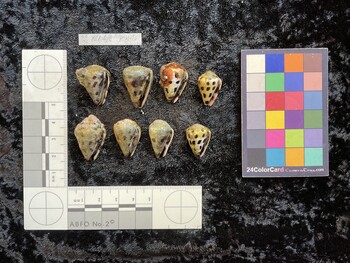 ventral possible photo thumbnail
