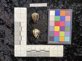 ventral possible photo thumbnail