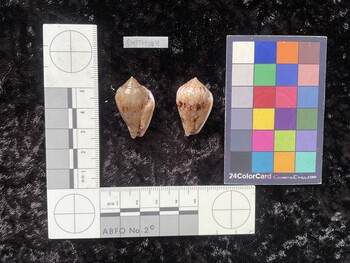 CretTM004; 31x19.5x23.5 ventral photo thumbnail