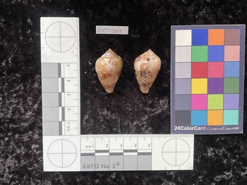 CretTM004; 31x19.5x23.5 dorsal photo thumbnail