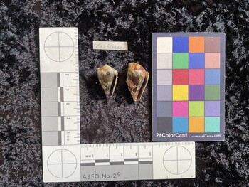 CratTM003; 23x14.5x18.5 ventral photo thumbnail