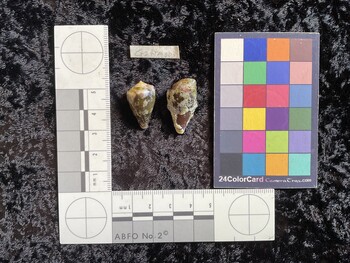 CratTM003; 23x14.5x18.5 dorsal photo thumbnail