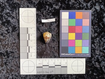 CspTM101; 20x14x17.5 ventral photo thumbnail